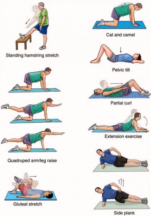 lower-back-exercises-9.thumb.jpg.ad2075e01bc0d181344712327fc73b02.jpg